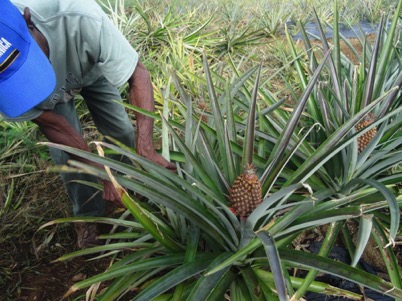 Harvesting a pineapple for us to enjoy